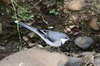 Mountain Wagtail (Motacilla clara) - Ethiopia