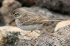 Pipit de Berthelot (Anthus berthelotii) - Iles Canaries