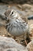 Pipit de Berthelot (Anthus berthelotii) - Iles Canaries