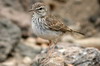 Berthelot's Pipit (Anthus berthelotii) - Canary Islands