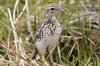 Pipit correndera (Anthus correndera) - Argentine