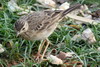 Paddyfield Pipit (Anthus rufulus) - Cambodia