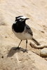 Bergeronnette grise (Motacilla alba) - Maroc