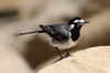 Bergeronnette grise (Motacilla alba) - Maroc