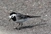 Bergeronnette grise (Motacilla alba) - France