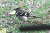 Forest Wagtail (Dendronanthus indicus) - Sri Lanka