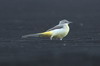 Grey Wagtail (Motacilla cinerea) - Sri Lanka