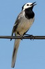 Bergeronnette grise (Motacilla alba) - Roumanie