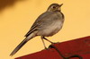 Bergeronnette grise (Motacilla alba) - Roumanie