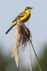 Western Yellow Wagtail (Motacilla flava) - Romania