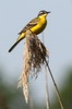 Bergeronnette printanire (Motacilla flava) - Roumanie