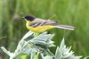 Western Yellow Wagtail (Motacilla flava) - Romania