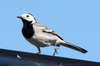 White Wagtail (Motacilla alba) - Norway