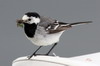 White Wagtail (Motacilla alba) - Norway