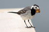 White Wagtail (Motacilla alba) - Norway