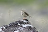 Meadow Pipit (Anthus pratensis) - Norway