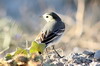 White Wagtail (Motacilla alba) - Turkey