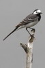 Bergeronnette grise (Motacilla alba) - France