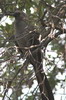 Grey Go-away-bird (Corythaixoides concolor) - Namibia