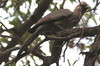 Touraco concolore (Corythaixoides concolor) - Namibie