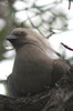 Grey Go-away-bird (Corythaixoides concolor) - Namibia