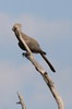 Grey Go-away-bird (Corythaixoides concolor) - Namibia