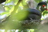 Touraco  joues blanches (Tauraco leucotis) - Ethiopie