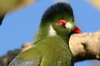 White-cheeked Turaco (Tauraco leucotis) - Ethiopia