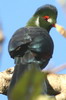 White-cheeked Turaco (Tauraco leucotis) - Ethiopia