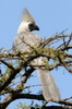 Brown-faced Go-away-bird (Corythaixoides personatus) - Ethiopia