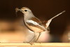 Pelzeln's Magpie-Robin (Copsychus pica) - Madagascar