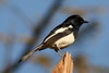 Shama de Pelzeln (Copsychus pica) - Madagascar