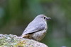 Forest Rock-thrush (Monticola sharpei) - Madagascar