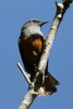 Forest Rock-thrush (Monticola sharpei) - Madagascar