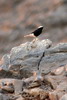 White-crowned Wheatear (Oenanthe leucopyga) - Egypt