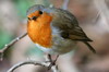 Rougegorge familier (Erithacus rubecula) - France