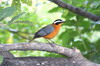 White-browed Robin-chat (Cossypha heuglini) - Namibia