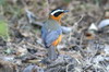 White-browed Robin-chat (Cossypha heuglini) - Namibia