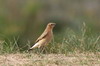 Traquet motteux (Oenanthe oenanthe) - France