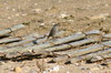 Black Redstart (Phoenicurus ochruros) - France