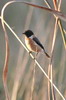 Common Stonechat (Saxicola torquatus) - India