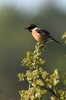 Common Stonechat (Saxicola torquatus) - France