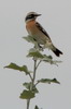 Whinchat (Saxicola rubetra) - France