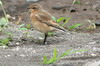 Northern Wheatear (Oenanthe oenanthe) - Madeira