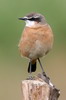 Rusty-breasted Wheatear (Oenanthe frenata) - Ethiopia