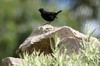 Rppell's Chat (Myrmecocichla melaena) - Ethiopia