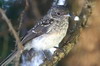 Abyssinian Slaty-flycatcher (Melaenornis chocolatinus) - Ethiopia