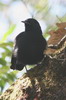 Rppell's Chat (Myrmecocichla melaena) - Ethiopia