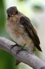 Gobemouche sombre (Muscicapa adusta) - Ethiopie