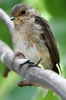 African Dusky Flycatcher (Muscicapa adusta) - Ethiopia